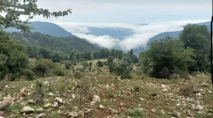 روستای جنگلی نجارده