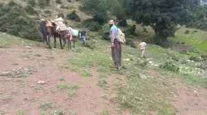 روستای جنگلی نجارده
